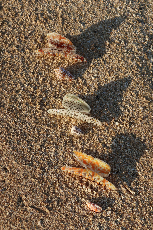 Cone Shell Set